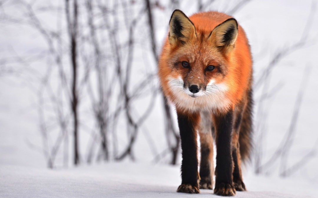 Don’t get outfoxed: a quick guide to property valuations