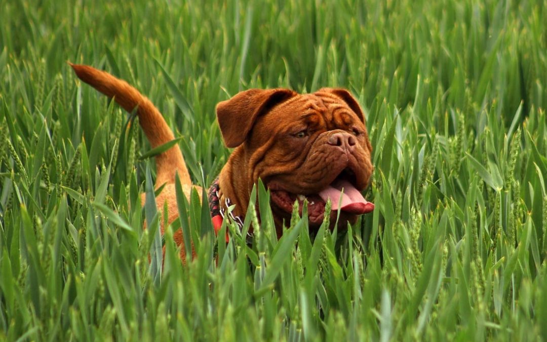 How much does it cost to own a pet?